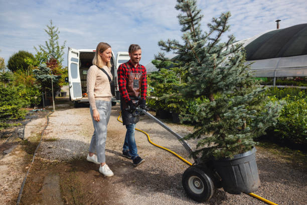 Best Tree Removal Near Me  in Crestwood, IL